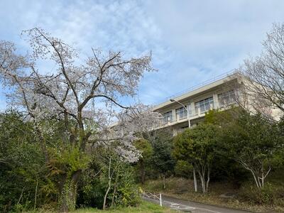 校舎と桜